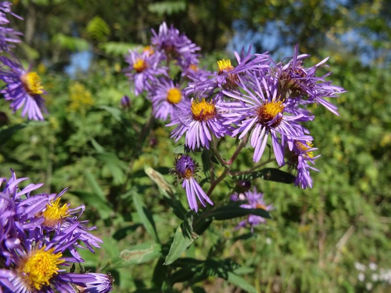Beaver Creek Valley State Park (Caledonia)