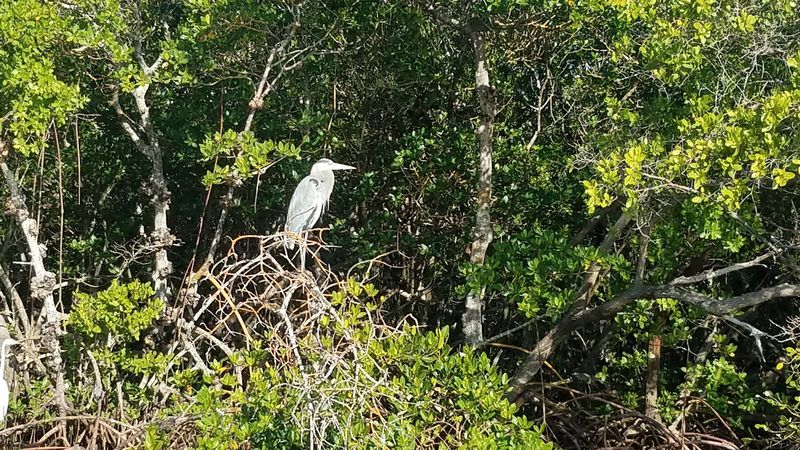 Wildlife Watching That Rivals Any Nature Documentary