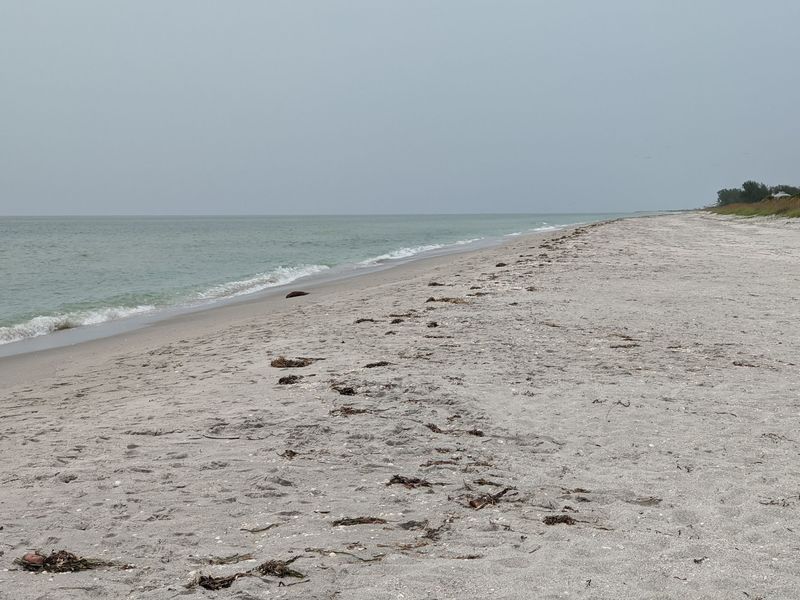 Shark Teeth Hunting Becomes an Actual Treasure Hunt