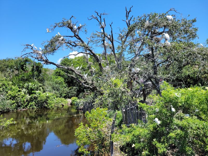 Discover the Incredible Bird Rookery Spectacle