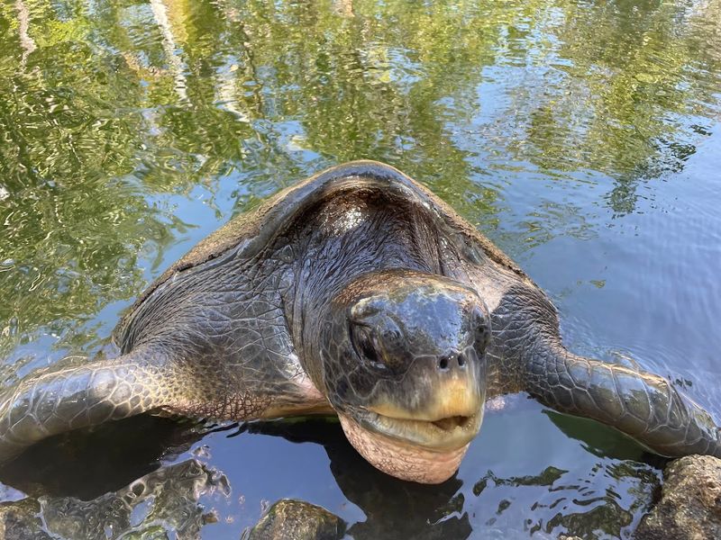 Rescued Residents And Real Conservation