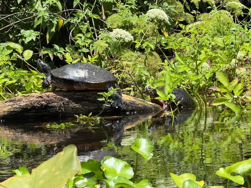 Wildlife You Might See