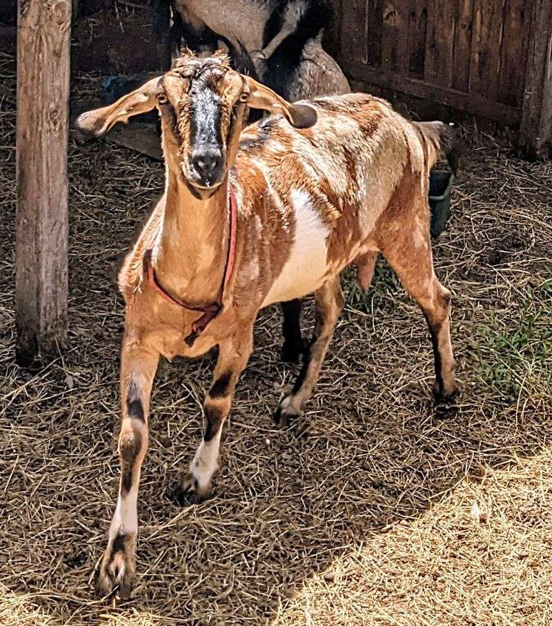 Handmade Goat Milk Soap and Skincare Products