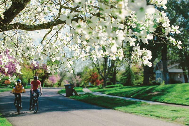 Knoxville Dogwood Trails