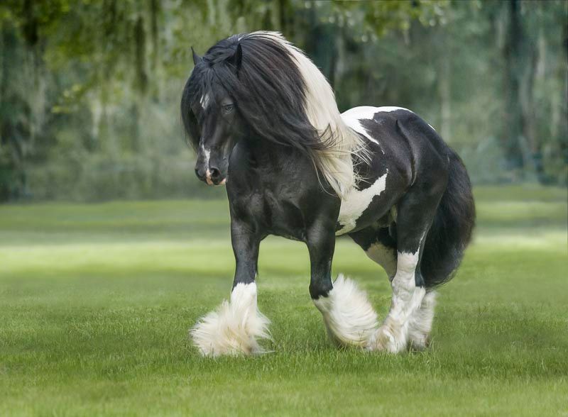 Gypsy Vanner Horses Are Absolutely Stunning Creatures