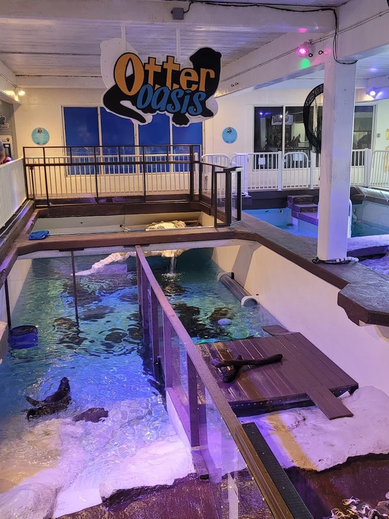 Playful River Otter Habitat