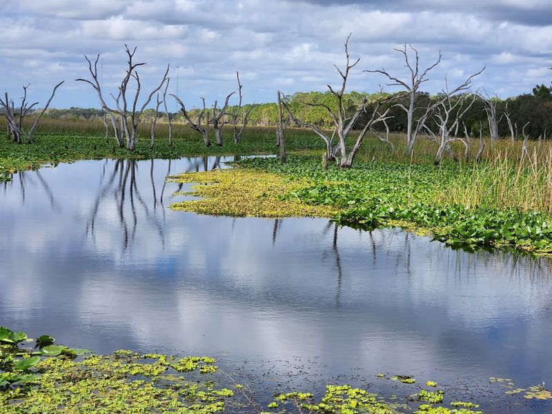 Diverse Ecosystems Beyond Just Alligators and Birds