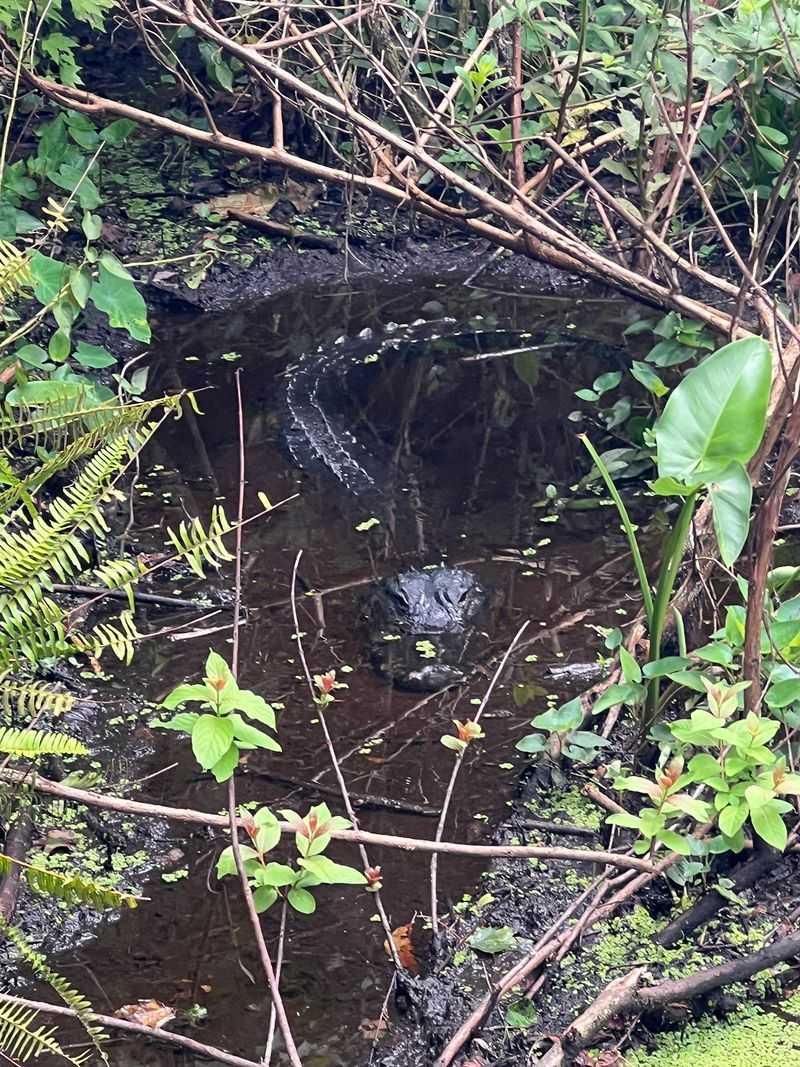 Baby Gators Everywhere You Look