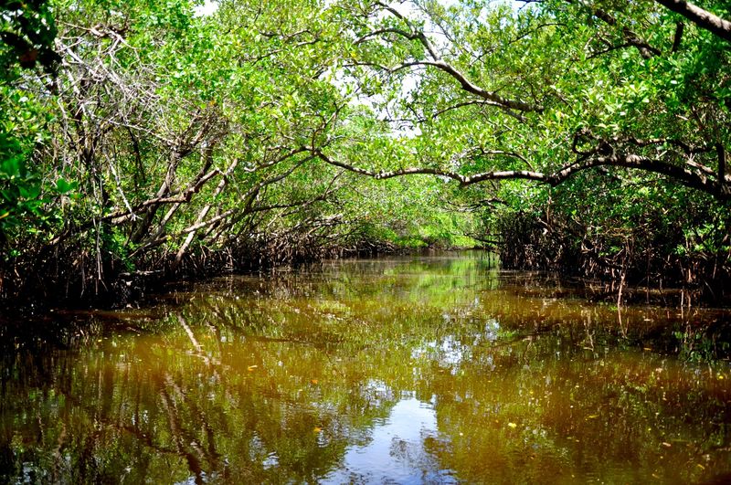 Mangrove Tunnels Create Natural Pathways Through Living History