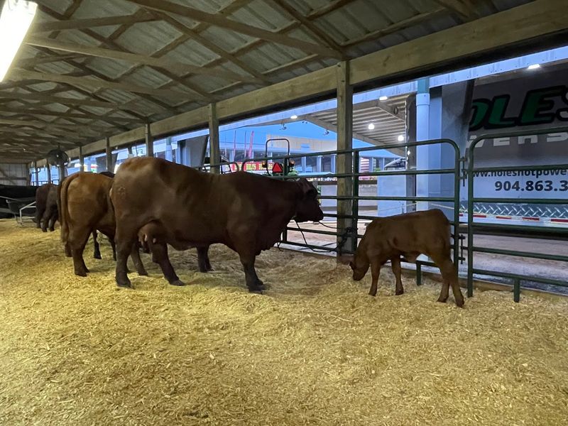 Clay County Agricultural Fair (Green Cove Springs)