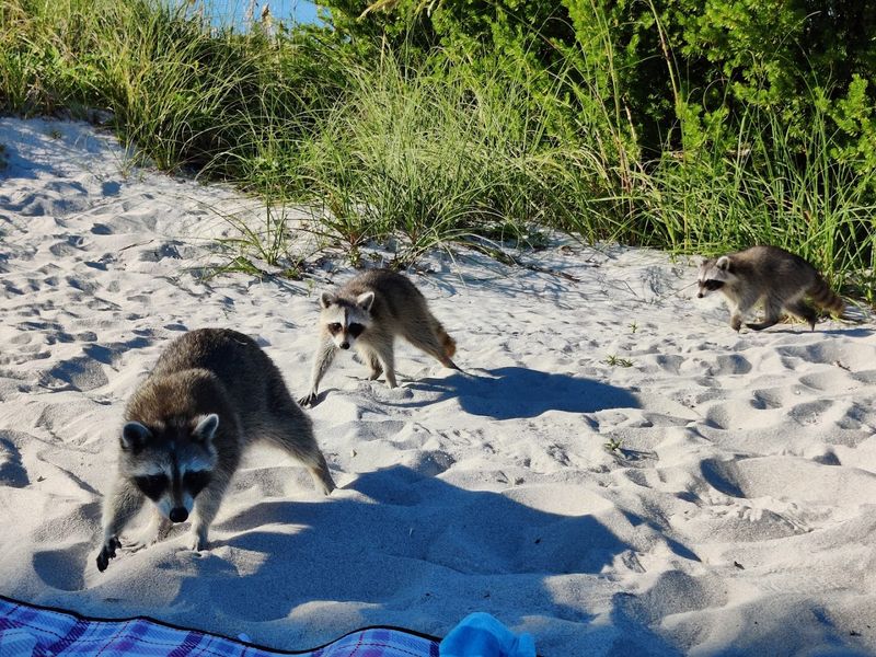 Wildlife Encounters From Iguanas to Turkey Vultures
