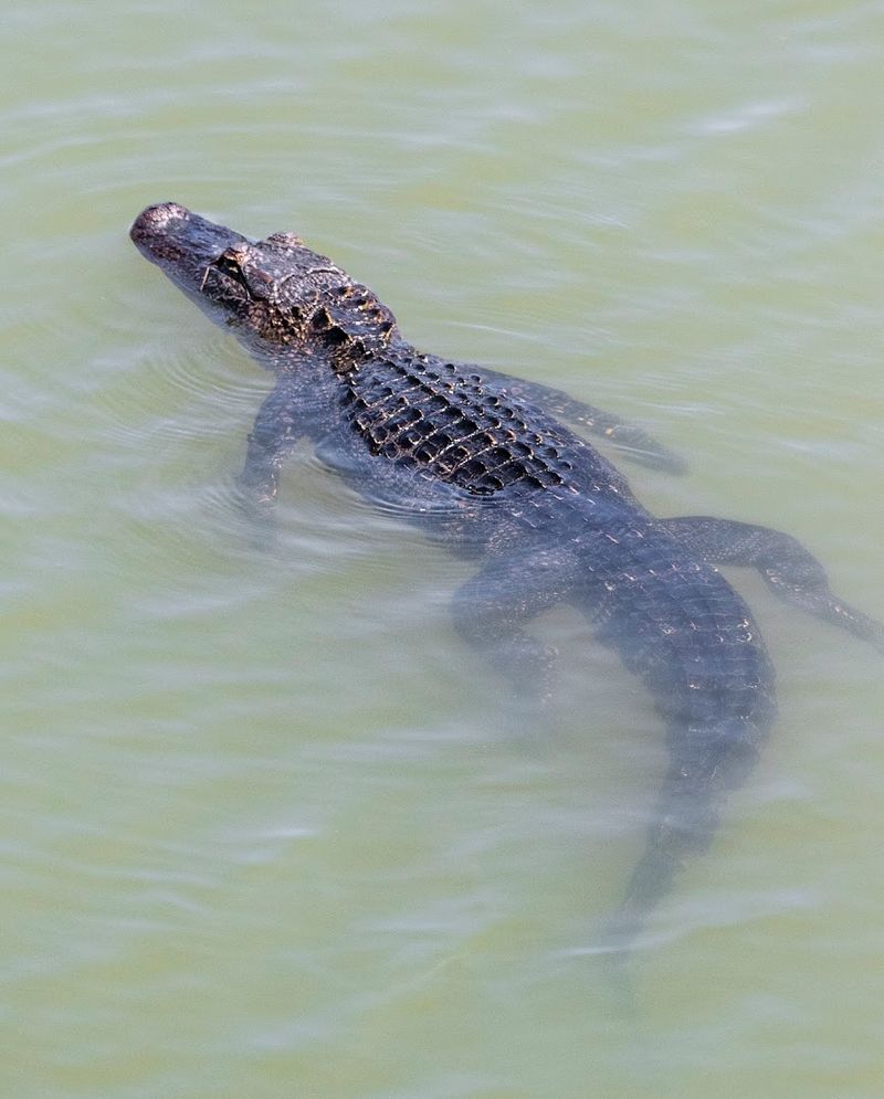 Alligators Patrolling the Wetlands Below