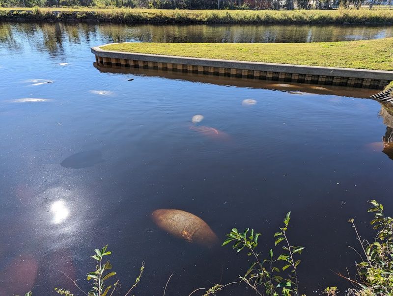 Lee County Manatee Park