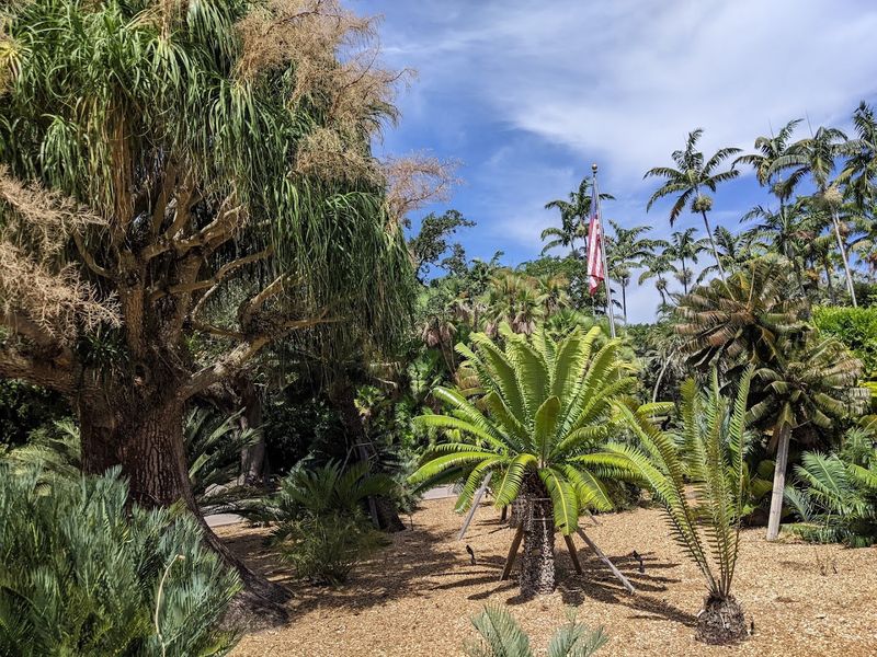 Rare Palms and Cycads Collection