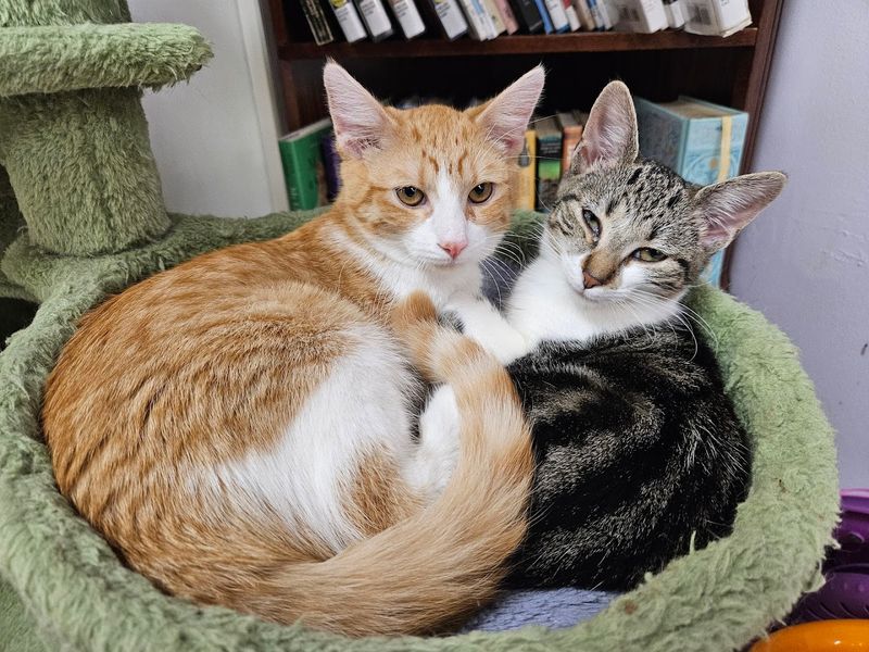 Meet The Adoptable Cats Looking For Loving Homes