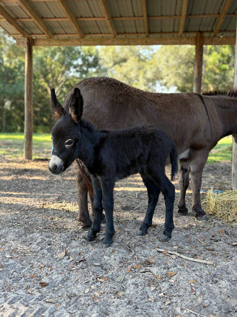 Those Fuzzy Babies Are Going to Wreck Your Willpower