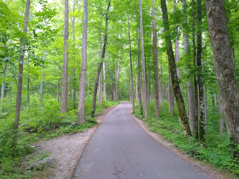 Why Roaring Fork Motor Nature Trail Feels Like a Secret Smoky Mountains Escape