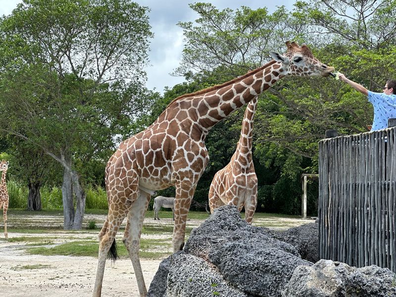 Zoo Miami (Miami)