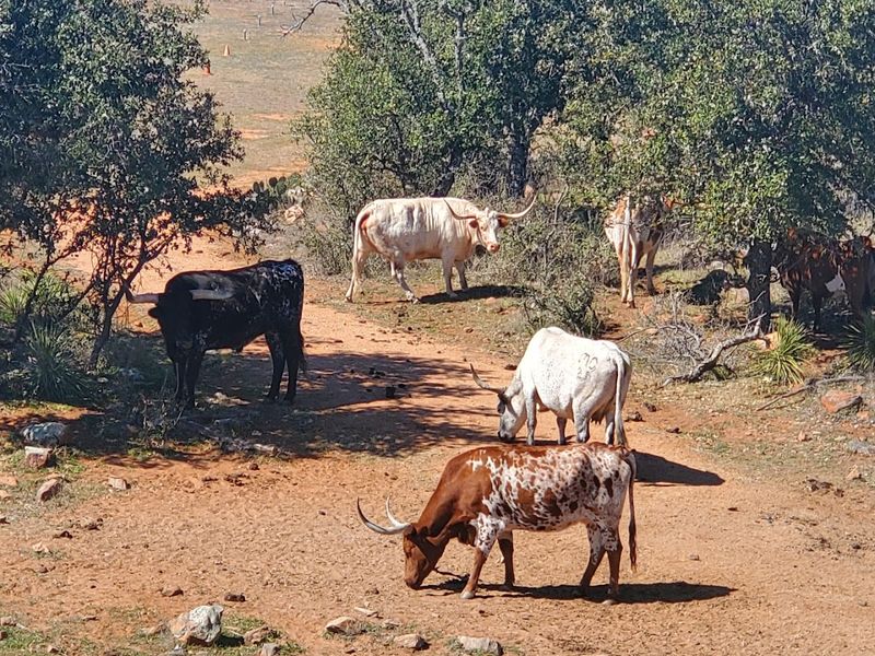 Texas Longhorns Grazing Right on the Property