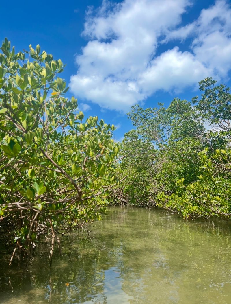 Mangrove Tunnels Offer a Different Adventure
