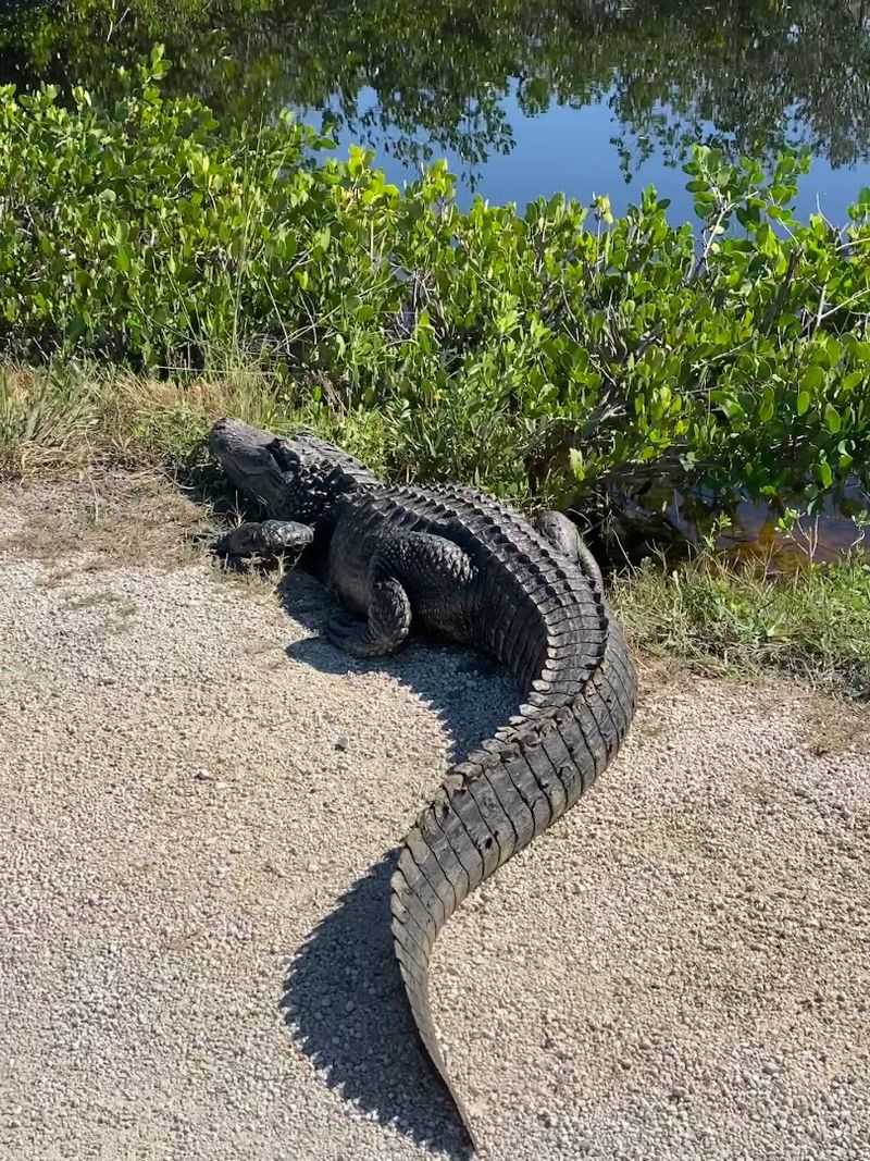 Alligators Sunbathe Along Every Waterway