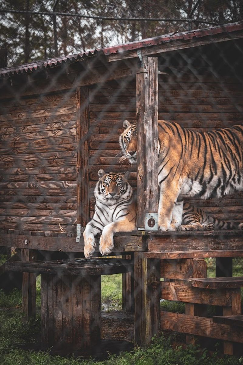 Why Catty Shack Beats a Typical Zoo Visit