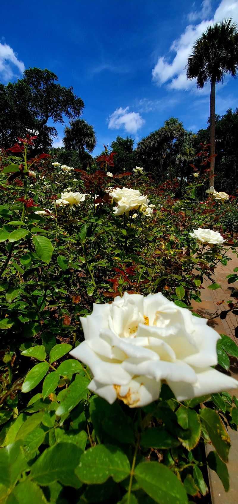 The Rose Garden's Year-Round Beauty
