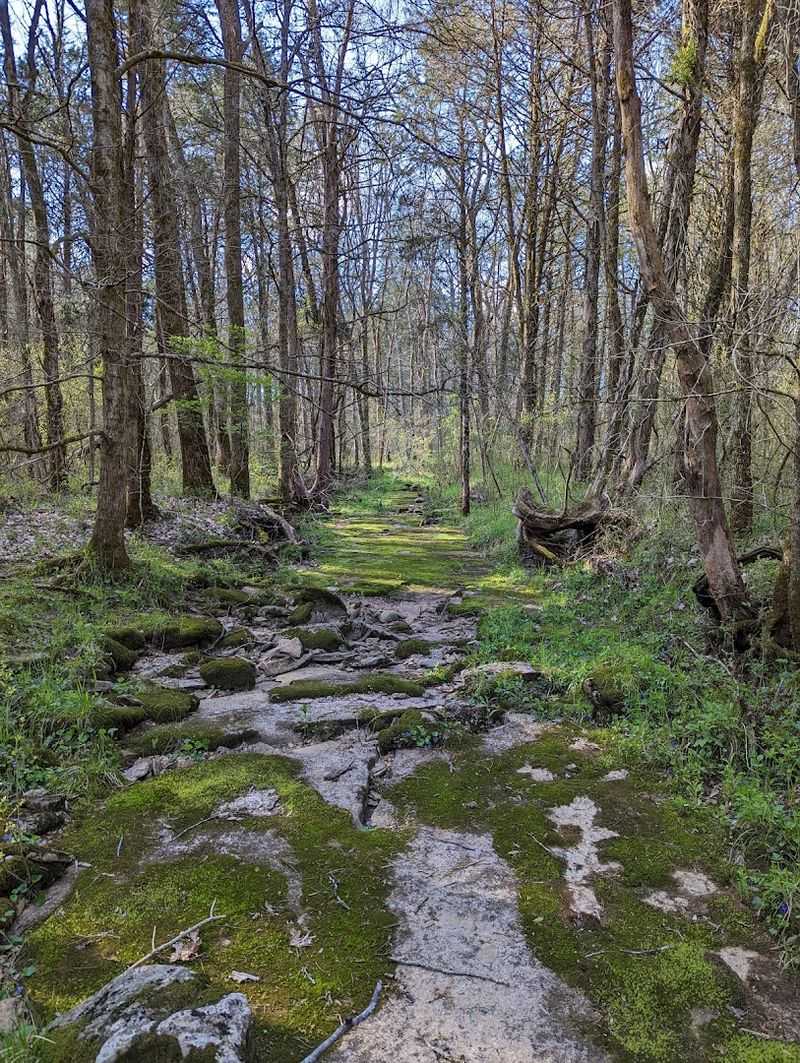 Discover Cedars of Lebanon State Park in Lebanon, Tennessee