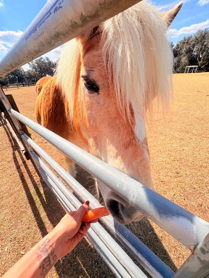Free Entry and the Two Carrot Rule