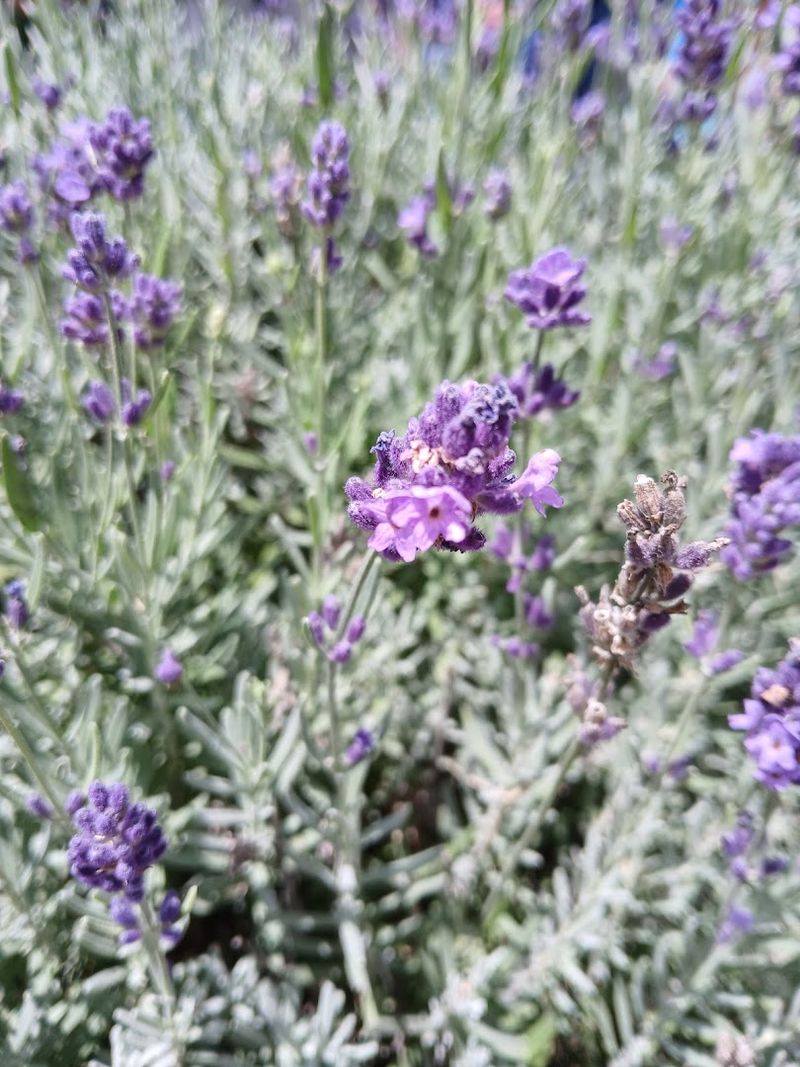 This Tennessee Lavender Farm Feels Like a Hidden Slice of Heaven