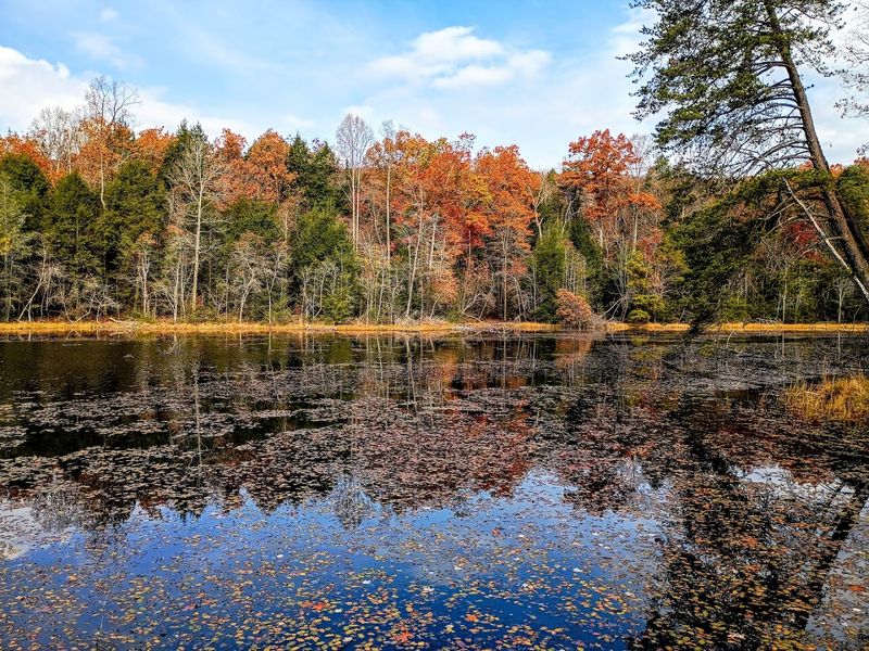 Why Bays Mountain Park & Planetarium Belongs on Every Tennessee Adventure List