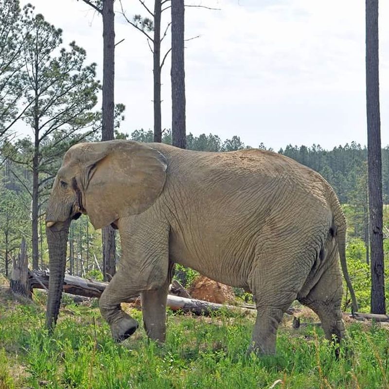 A Hidden Sanctuary in Tennessee Dedicated Entirely to Elephants