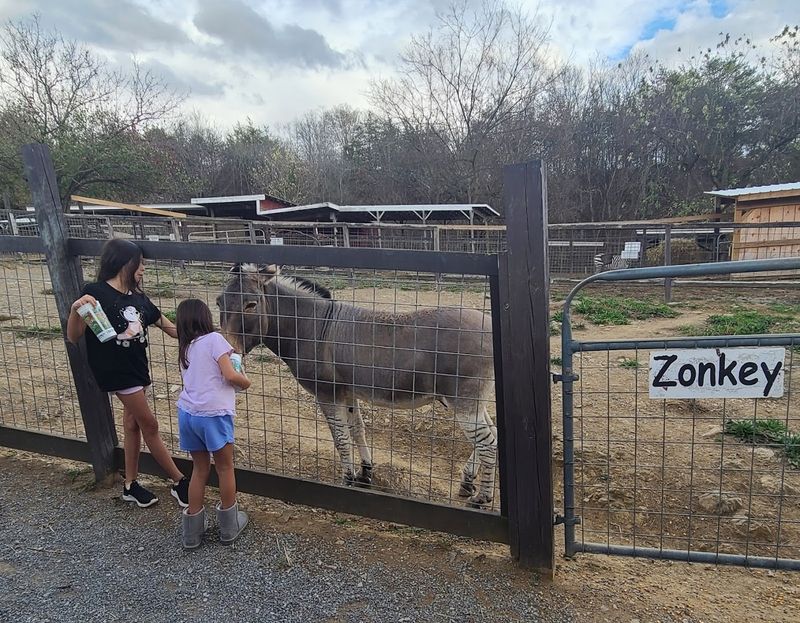 All the Animals You Can See Up Close Here