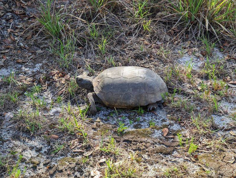 Wildlife Encounters Around Every Corner