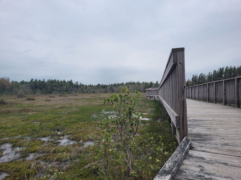 Bog Trail to Spruce Flats Bog, Laurel Summit State Park