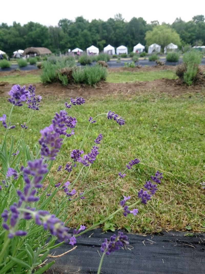 Scenic Strolls And Photo Magic