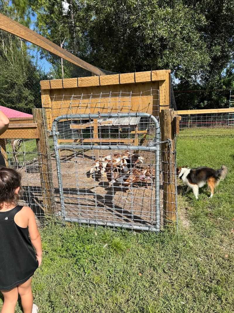 Monthly Open Gate Days That Become Family Traditions