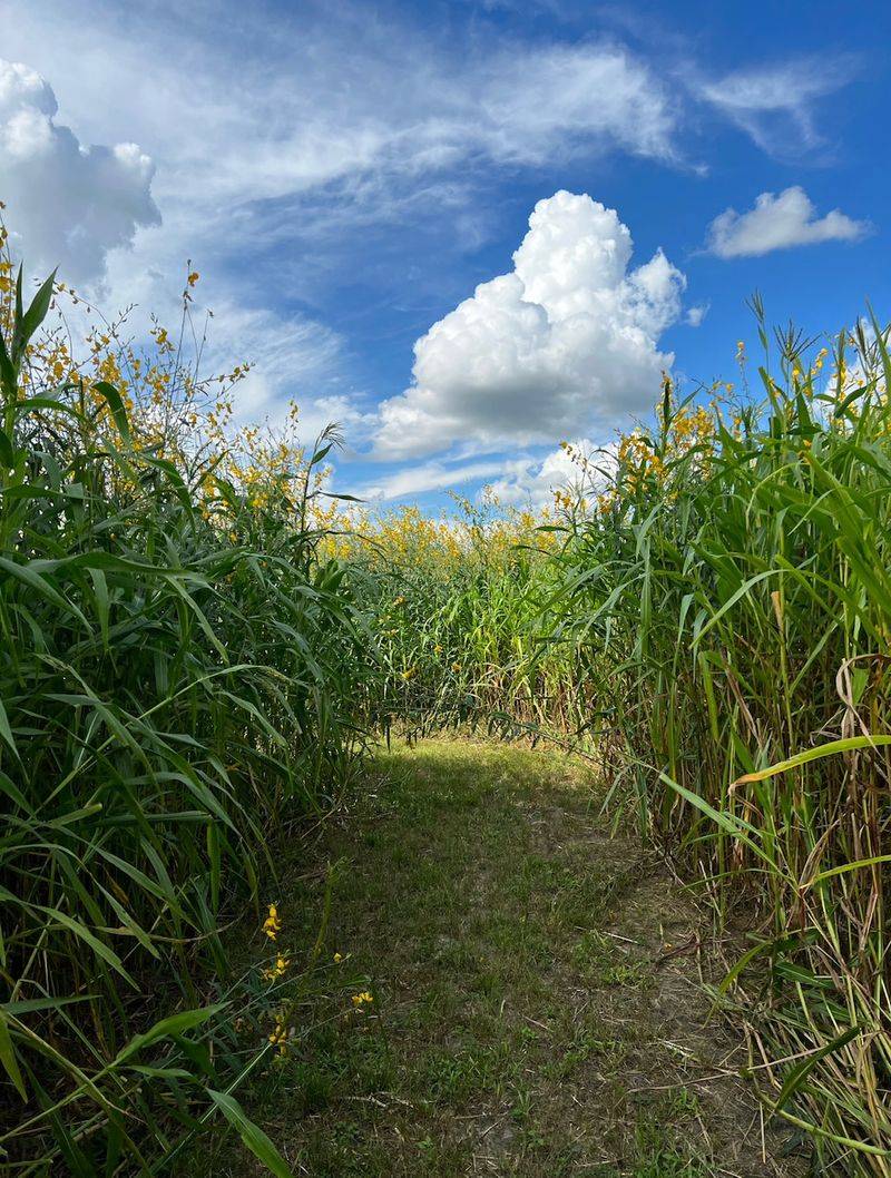 Get Lost On Purpose in a Field of Tall Corn