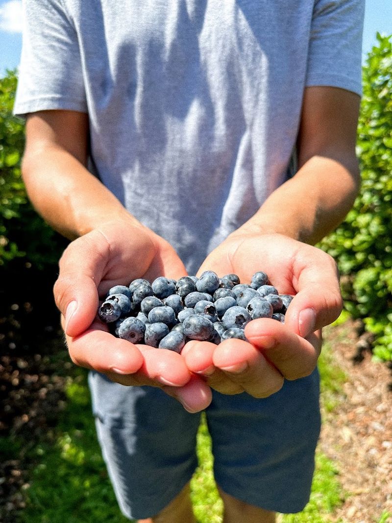 Amber Brooke Farms (Eustis)