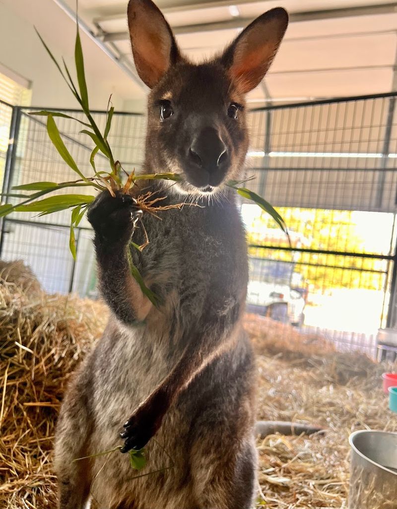 Why This Animal Experience Belongs on Your Bucket List