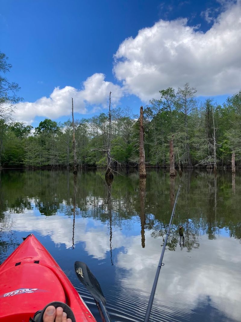 Kayaking Through Cypress-Lined Waterways
