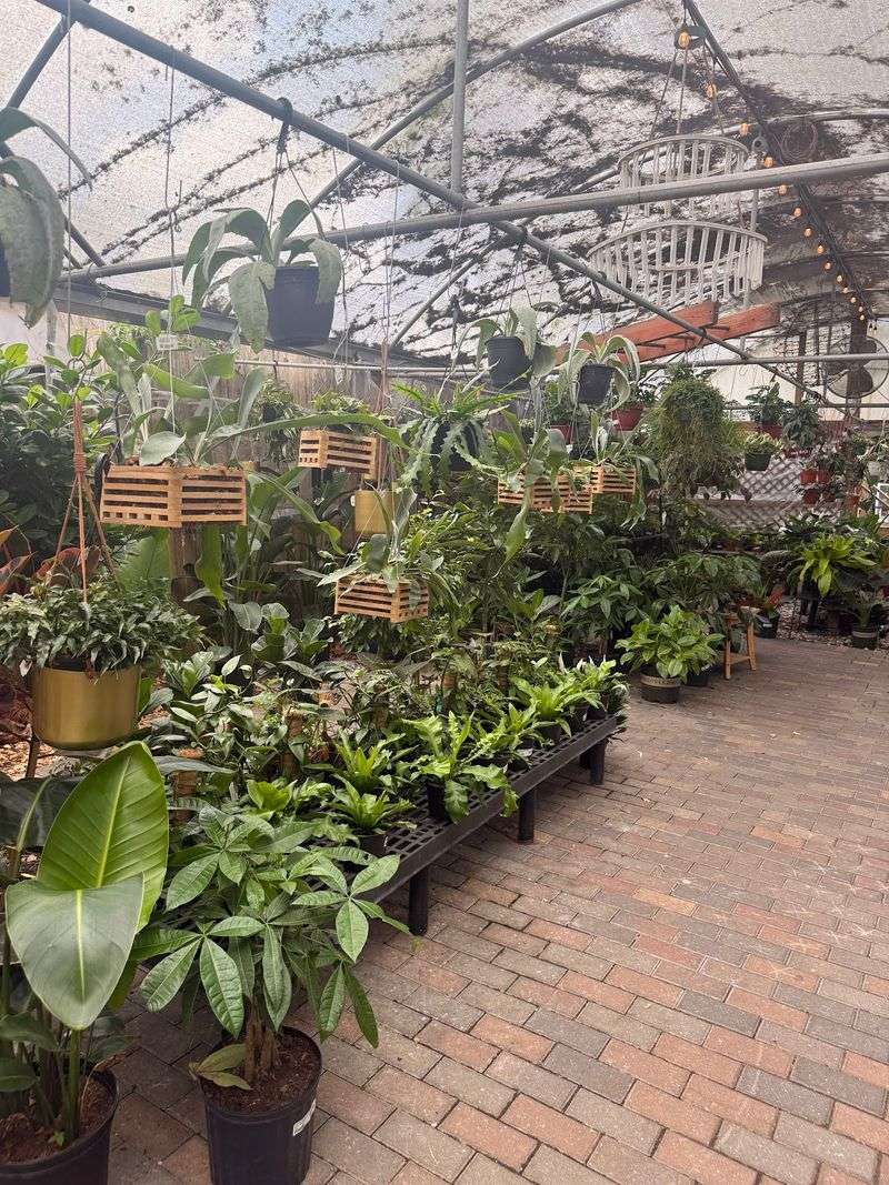 Houseplants for Every Windowsill
