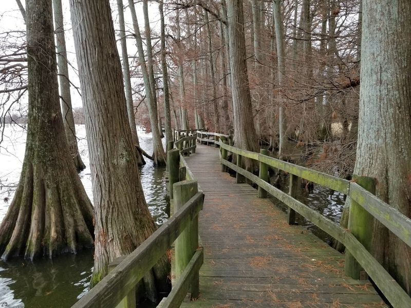 Reelfoot Lake — Tiptonville