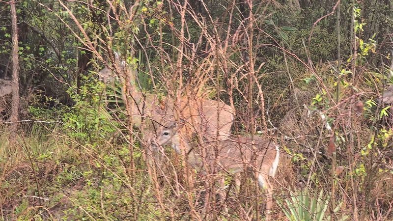 Campground With Unexpected Wildlife Encounters