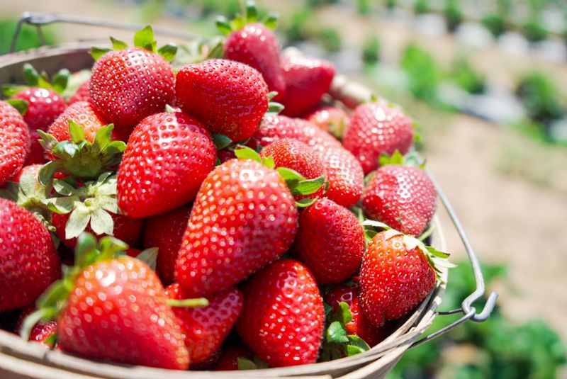 Poteet Strawberry Festival Farms (Poteet Area)