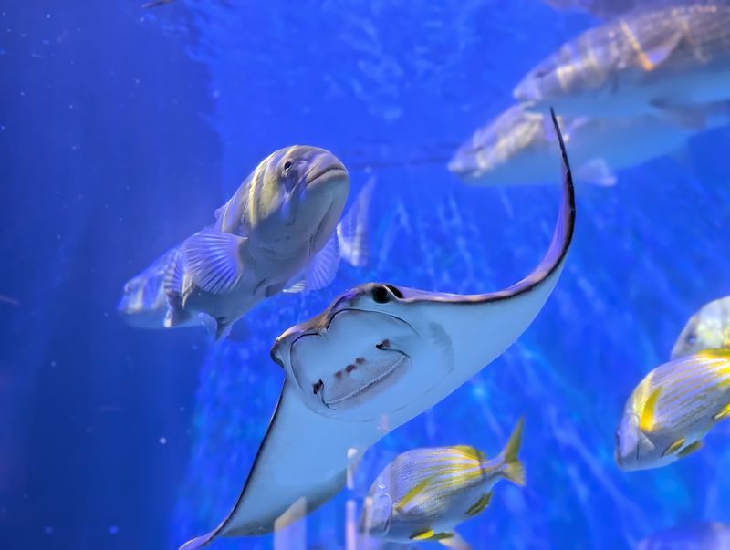 Stingray Touch Tank Splashes