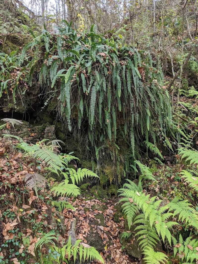 Plants And Wildlife To Notice