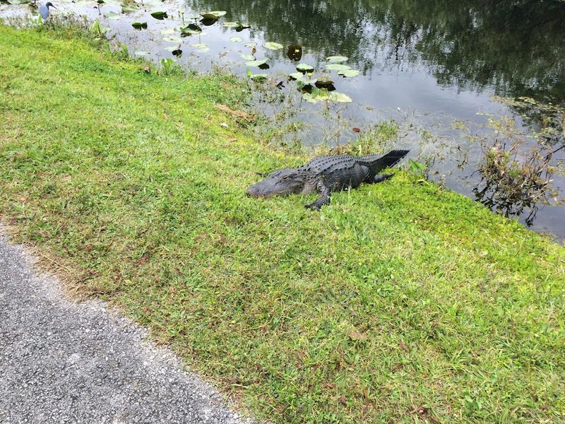 Alligator Encounters: Up Close and Absolutely Real
