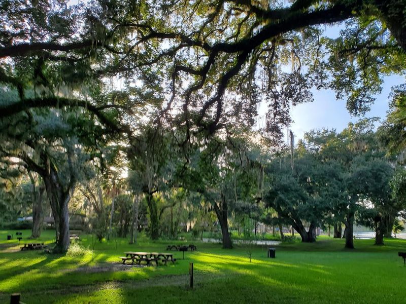Picnicking Under Oak Canopies