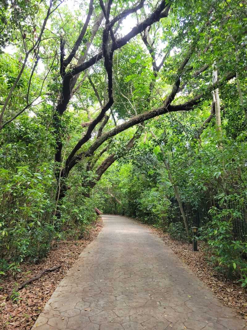 A Tropical Hardwood Hammock That Feels Like Another Century